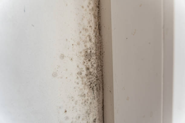 Professional Mold Removal in Berwyn, IL